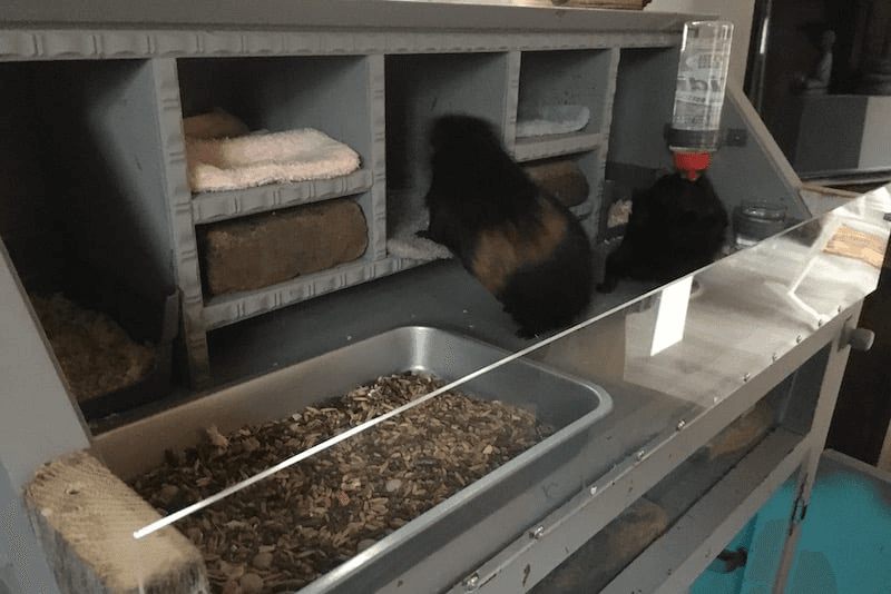 Cavia kast