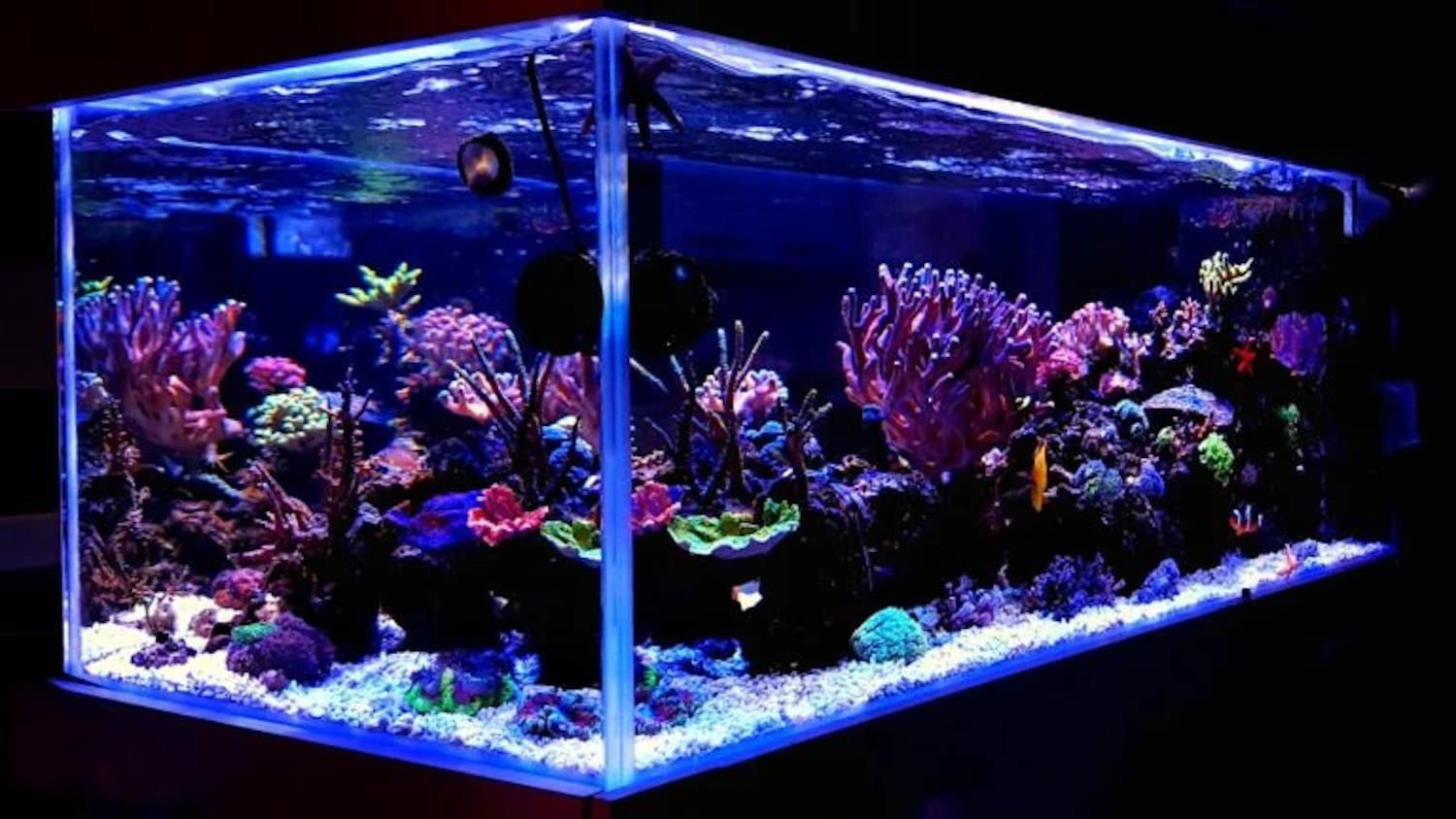 Acquario su misura in plexiglass