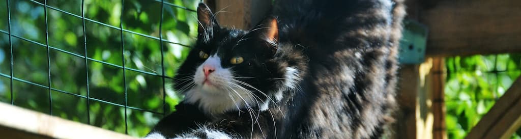 Casetta in plastica per animali