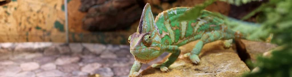 Terrario in plexiglass - Economico, su misura e pronta consegna