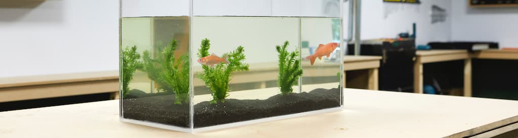 Acquario fai da te in plexiglass? - Seguite i nostri consigli
