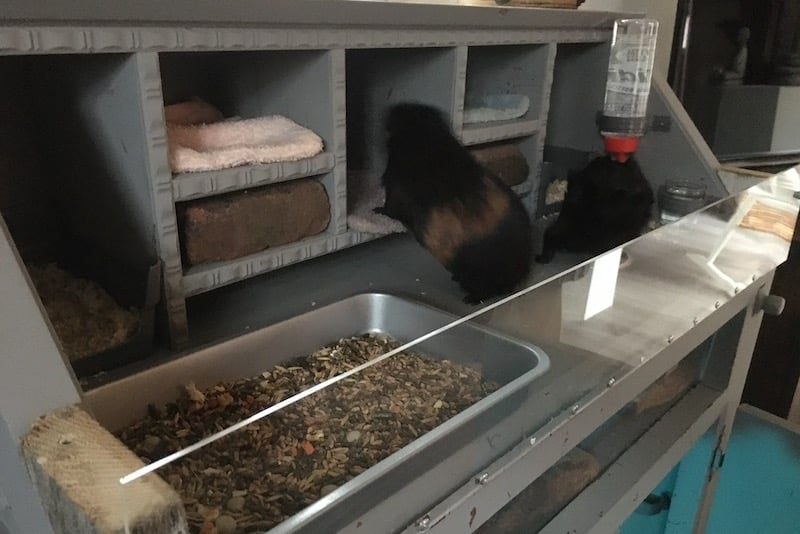 Casetta in plastica per animali